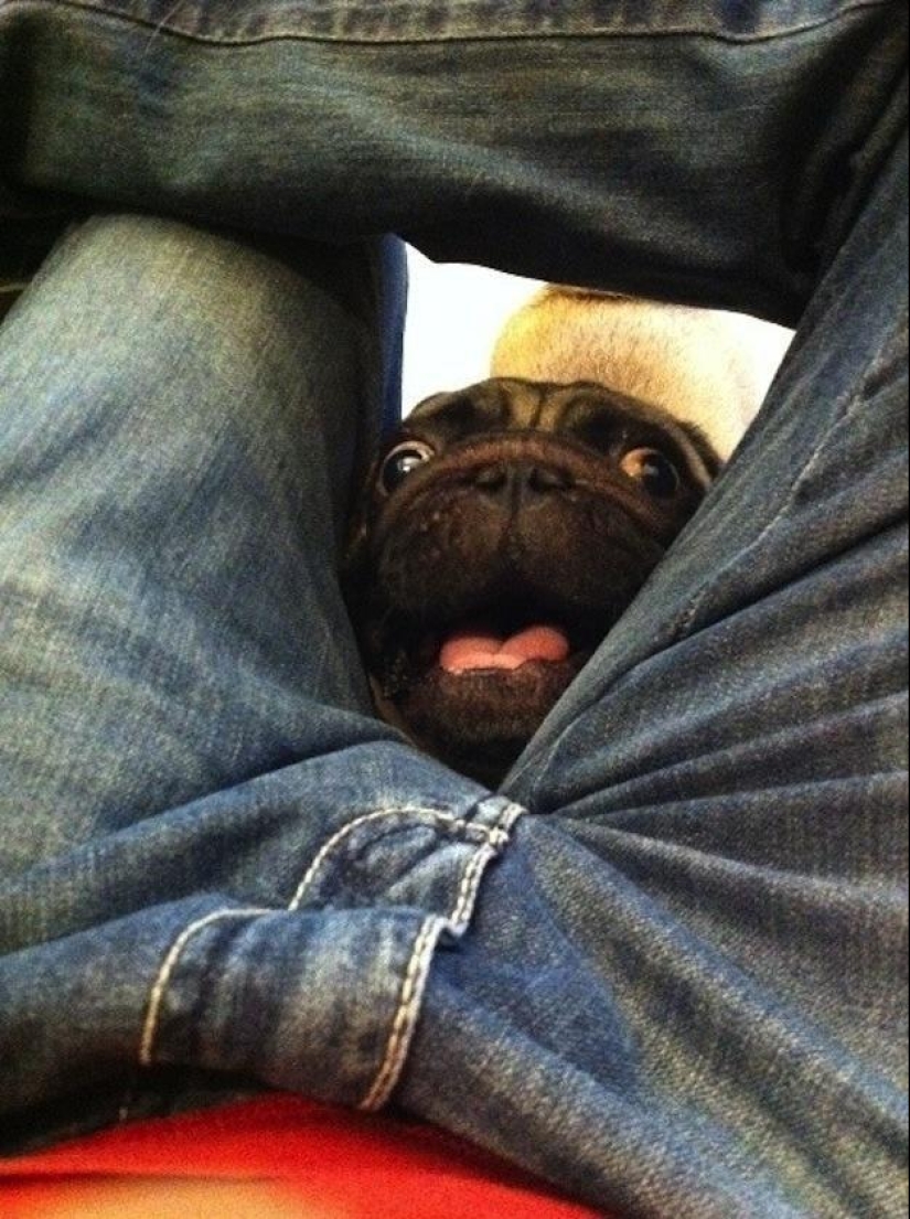 Perros que simplemente no pueden...