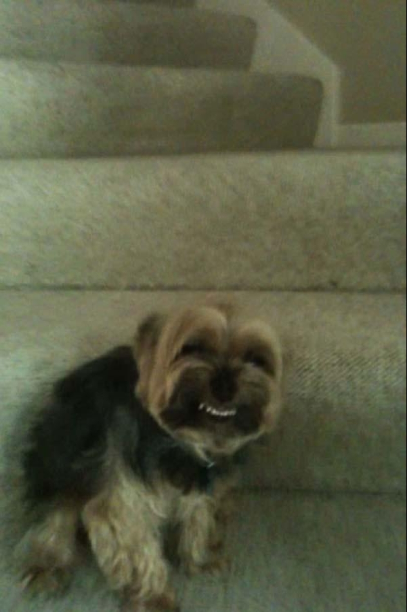 Perros que simplemente no pueden...