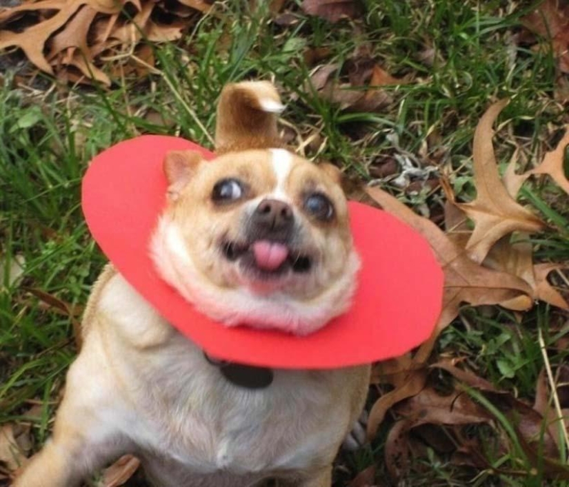 Perros que simplemente no pueden...