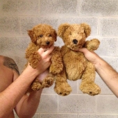 Perros y sus dobles: famosos y no tan famosos