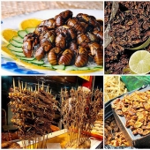 Photo guide to edible insects