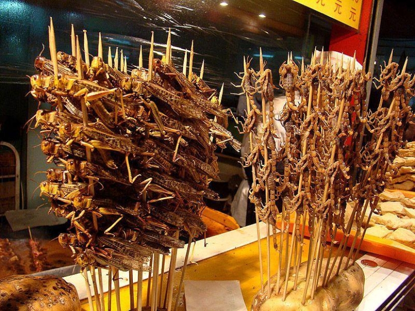 Photo guide to edible insects