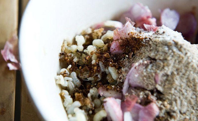 Photo guide to edible insects