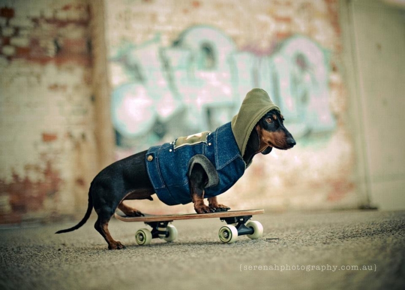 Photographer Serena Hodson and her four-legged friends
