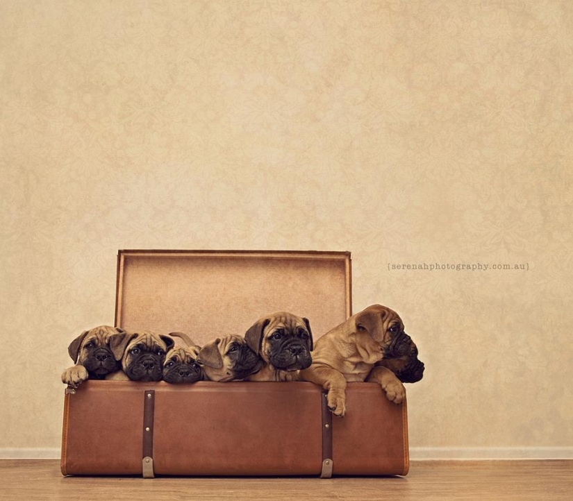 Photographer Serena Hodson and her four-legged friends