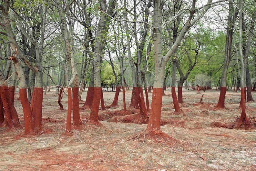 Photos that "blew up" the Internet Photos that "blew up" the Internet
