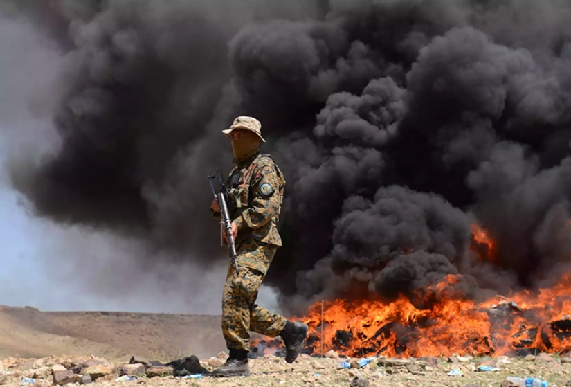 Pink dope: how the opium poppy is harvested in Afghanistan