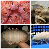 "piojos de la madera" gigantes