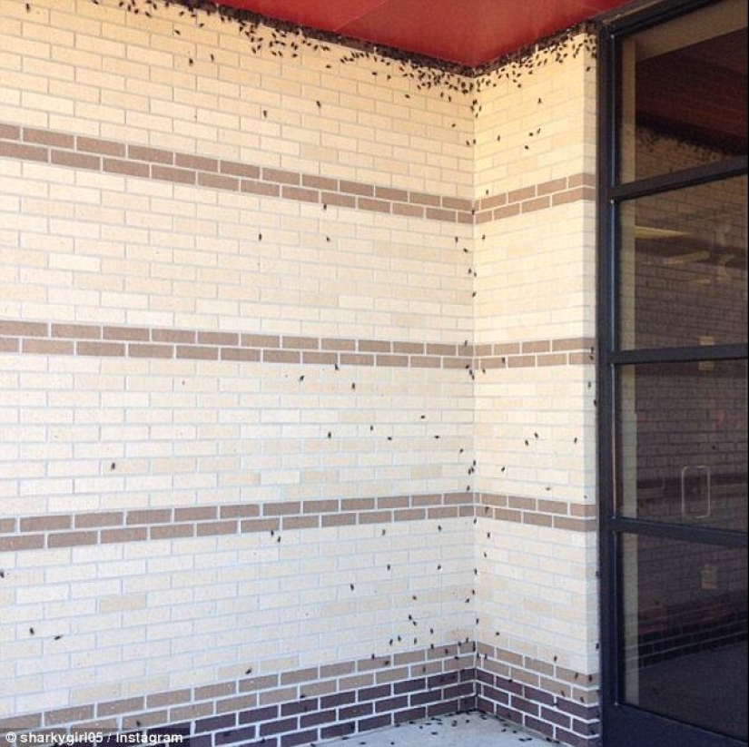 Plaga bíblica: insectos caníbales atacaron los Estados