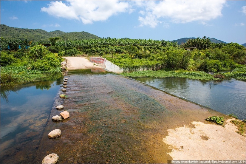 Plantación de plátanos en China