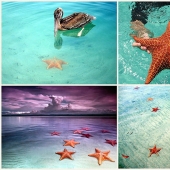 Playa Estrella de Mar - Boca del Drago