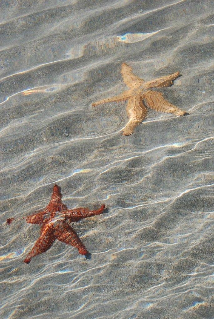 Playa Estrella de Mar - Boca del Drago