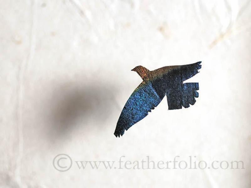 Plumas como arte