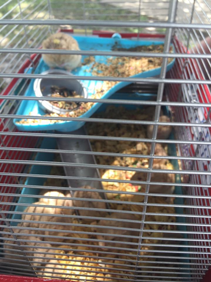 Pokemon Hunters saved 27 abandoned rodents from death