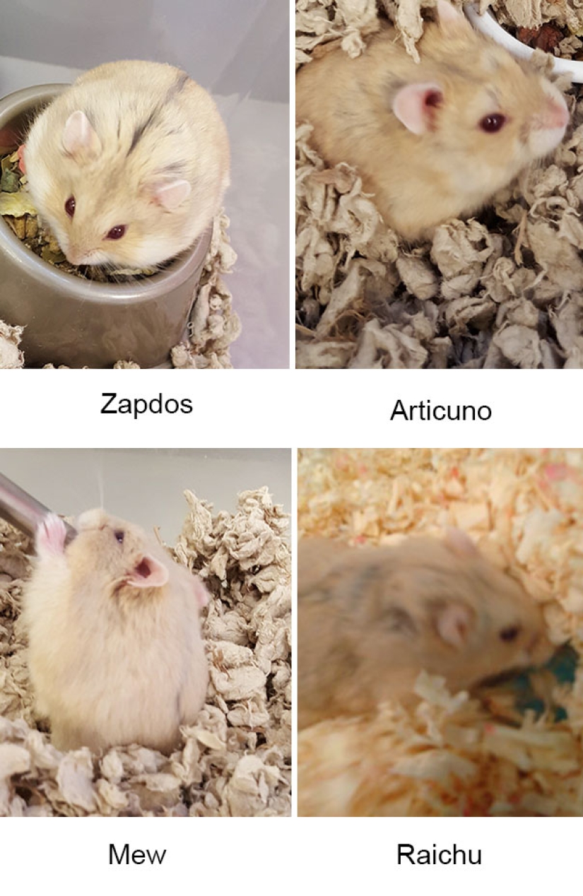 Pokemon Hunters saved 27 abandoned rodents from death