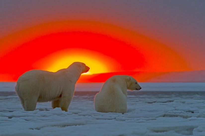 Polar bears and a magnificent sunset in Alaska