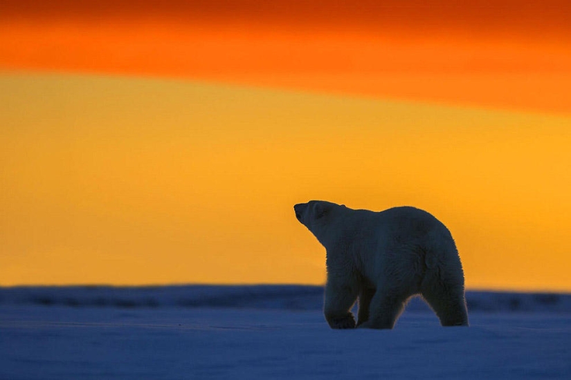 Polar bears and a magnificent sunset in Alaska