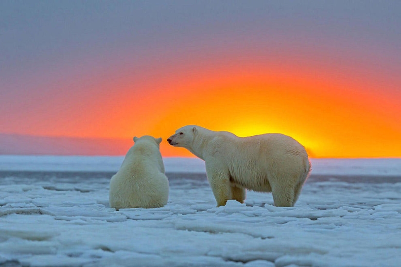 Polar bears and a magnificent sunset in Alaska