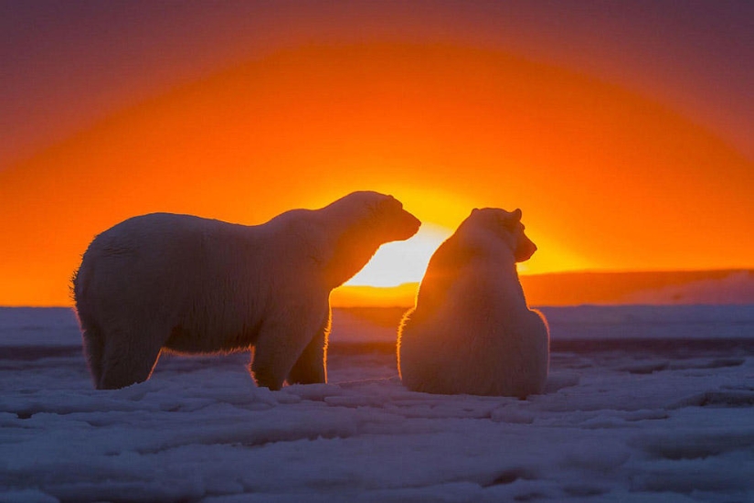 Polar bears and a magnificent sunset in Alaska