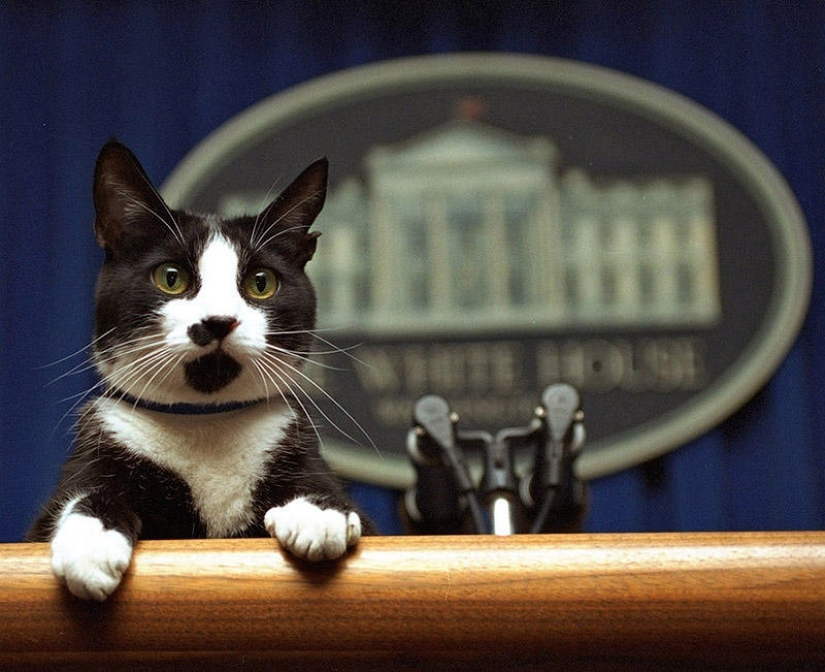 Políticos famosos y sus mascotas de cuatro patas Políticos famosos y sus mascotas de cuatro patas