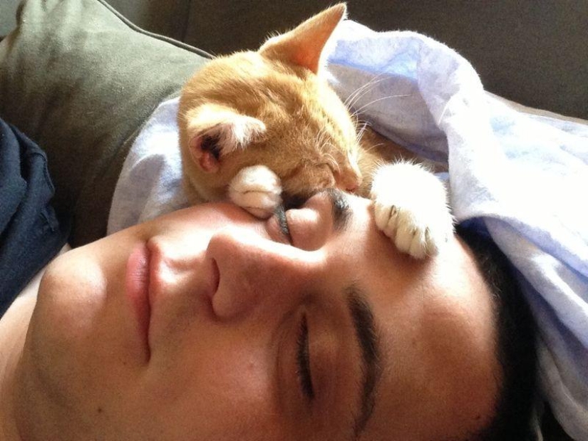 ¿Por qué amamos a los gatos?