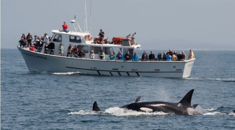 ¿Por qué las orcas comenzaron a hundir yates?
