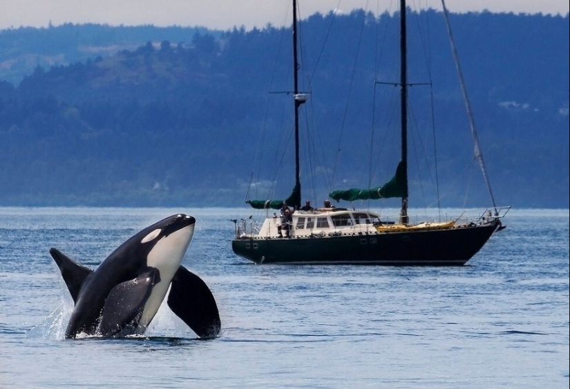 ¿Por qué las orcas comenzaron a hundir yates?