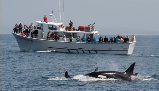 ¿Por qué las orcas comenzaron a hundir yates?