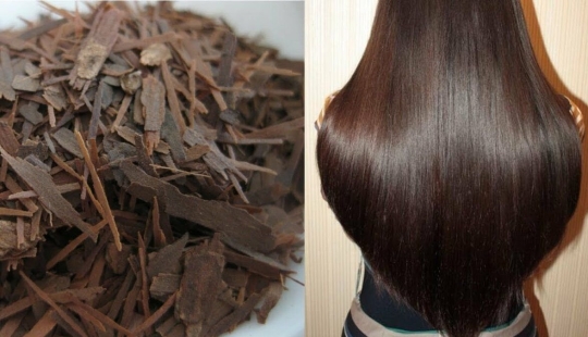 ¿Por qué regar tu cabello con corteza de roble? Un remedio natural que las mujeres llevan utilizando desde la antigüedad ¿Por qué regar tu cabello con corteza de roble? Un remedio natural que las mujeres llevan utilizando desde la antigüedad