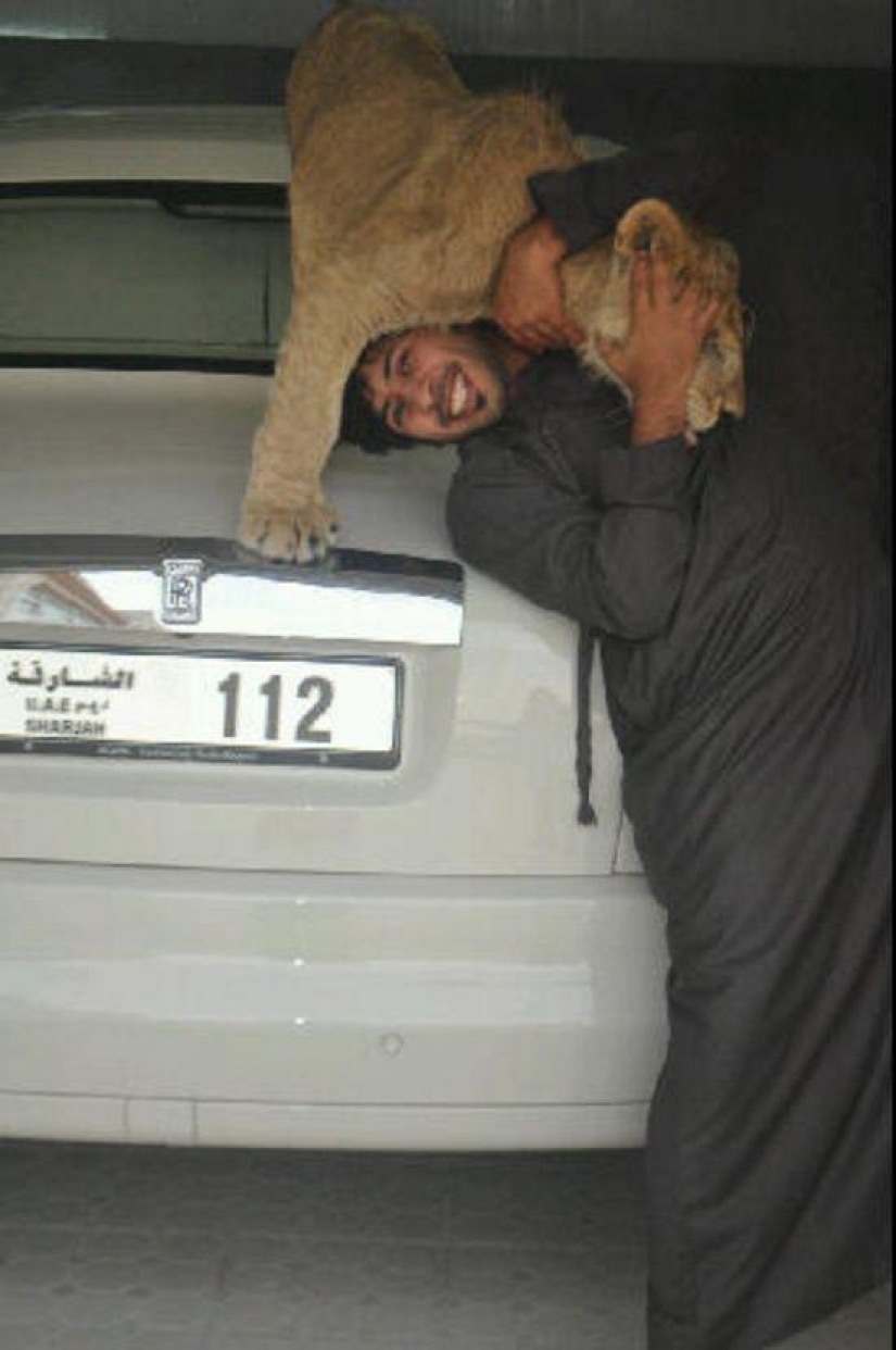 Predatory cats and expensive cars: the leisure of an Arab millionaire