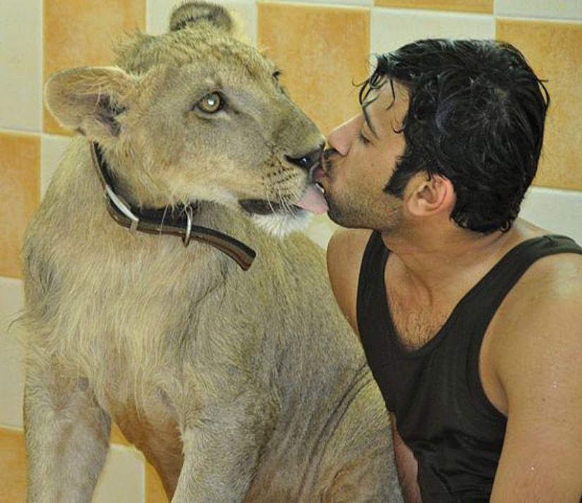 Predatory cats and expensive cars: the leisure of an Arab millionaire