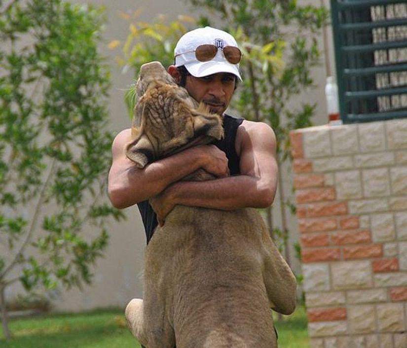 Predatory cats and expensive cars: the leisure of an Arab millionaire