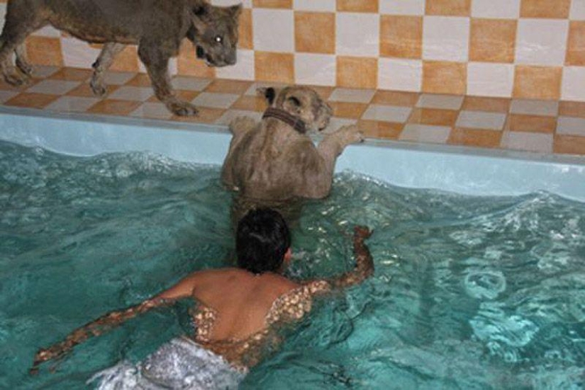 Predatory cats and expensive cars: the leisure of an Arab millionaire