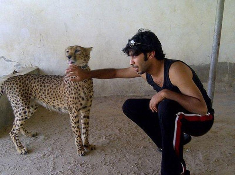 Predatory cats and expensive cars: the leisure of an Arab millionaire