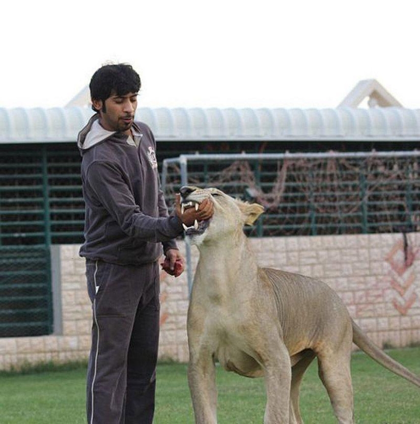 Predatory cats and expensive cars: the leisure of an Arab millionaire