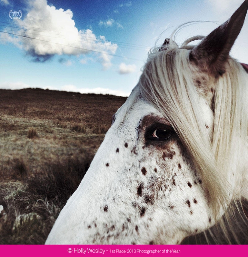 Premios de fotografía iPhone 2013 Premios de fotografía iPhone 2013