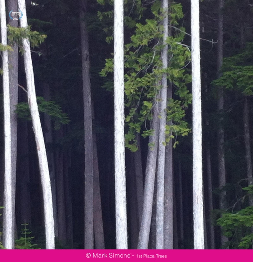 Premios de fotografía iPhone 2013 Premios de fotografía iPhone 2013