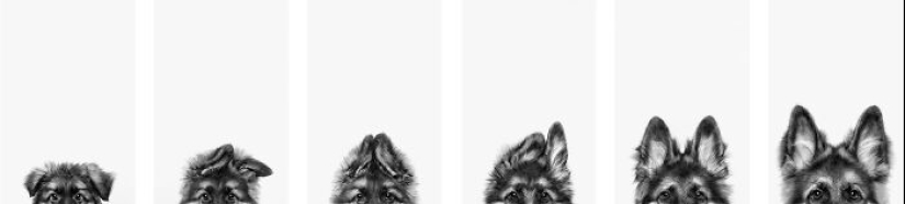 Premios internacionales al fotógrafo de mascotas del año: 15 mejores imágenes de 2023 Premios internacionales al fotógrafo de mascotas del año: 15 mejores imágenes de 2023
