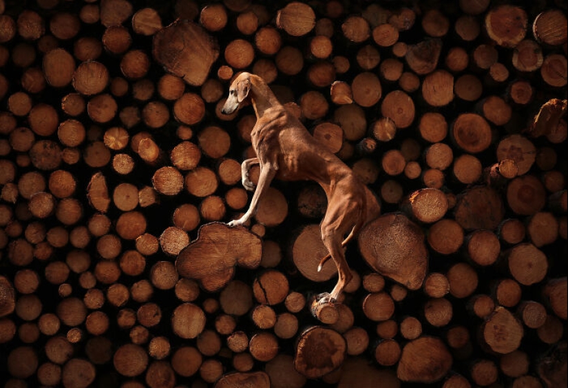 Premios internacionales al fotógrafo de mascotas del año: 15 mejores imágenes de 2023 Premios internacionales al fotógrafo de mascotas del año: 15 mejores imágenes de 2023