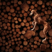 Premios internacionales al fotógrafo de mascotas del año: 15 mejores imágenes de 2023