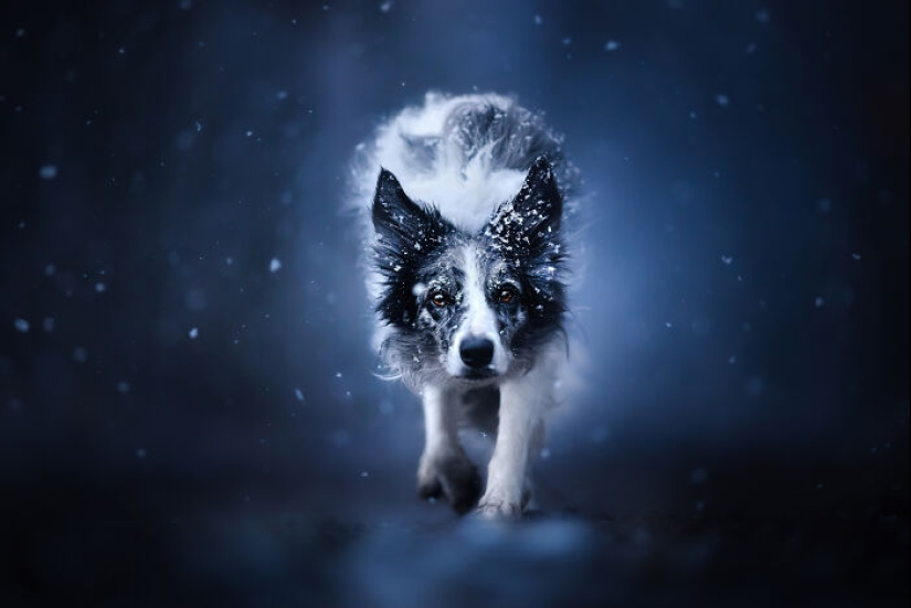 Premios internacionales al fotógrafo de mascotas del año: 15 mejores imágenes de 2023 Premios internacionales al fotógrafo de mascotas del año: 15 mejores imágenes de 2023