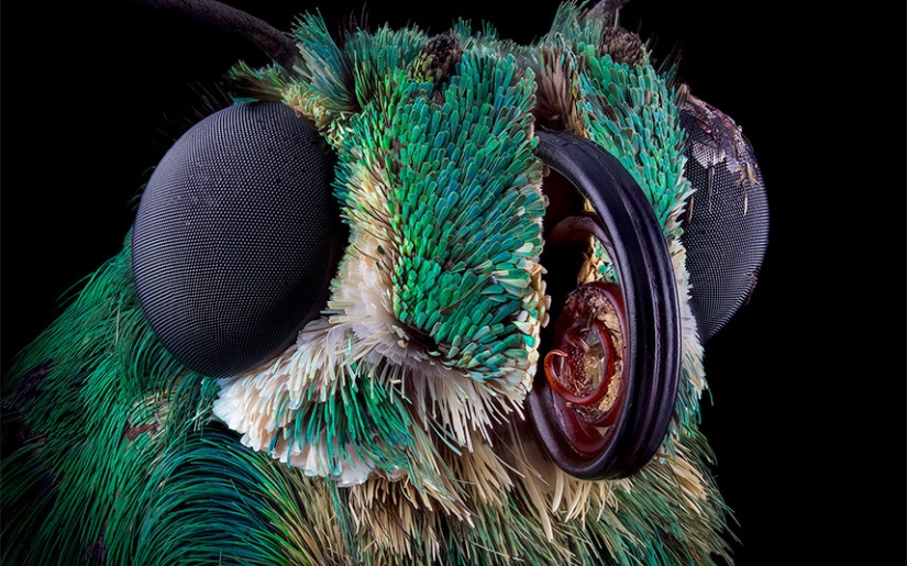 Primer plano de insectos