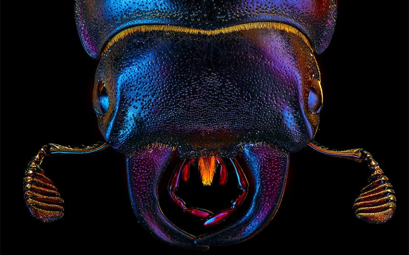Primer plano de insectos