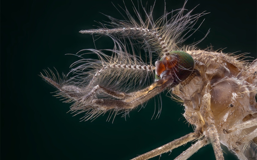 Primer plano de insectos