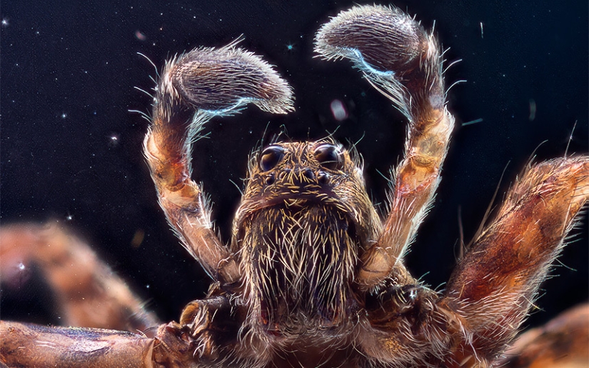 Primer plano de insectos