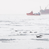 "Prirazlomnaya": tested by seals