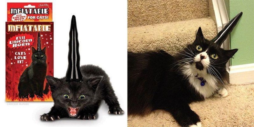Productos raros para gatos
