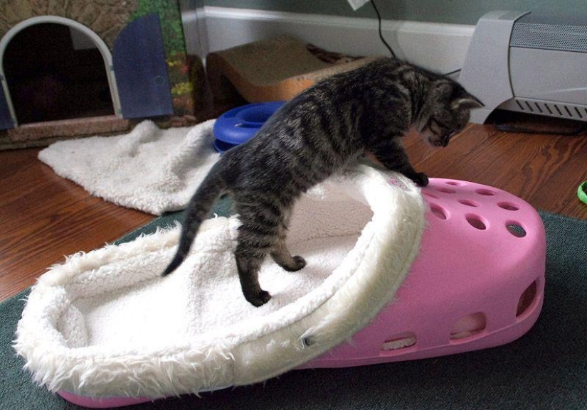 Productos raros para gatos
