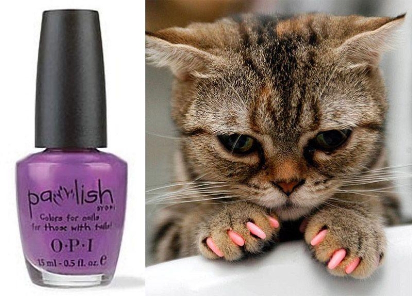 Productos raros para gatos