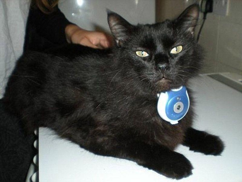 Productos raros para gatos